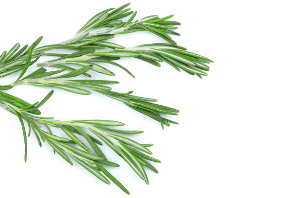 istock Fresh green rosemary isolated on a white background with copy space for your text. Top view. Flat lay 917531696