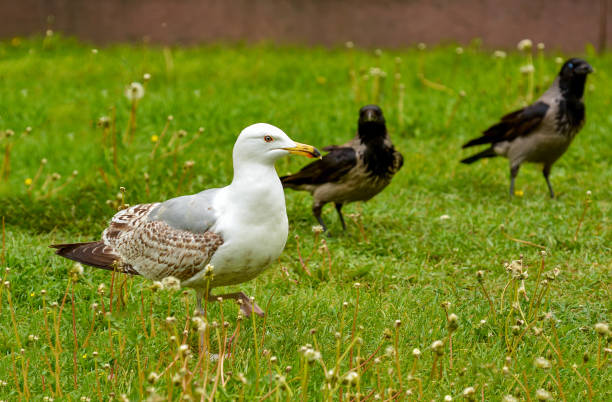 istock Birds in the city square 917531886
