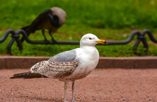 istock Birds in the city square 917531894