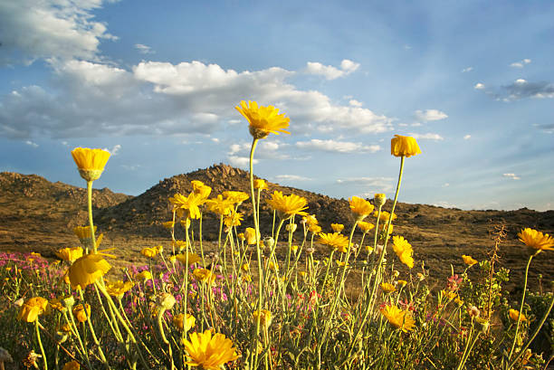 istock yellow wildflower landscape desert mountain sunset 91753353