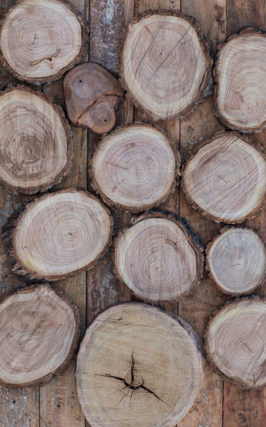 istock cross section of the tree,wooden background 917535452