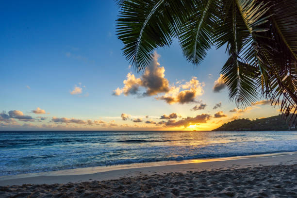istock sunset at tropical beach behind palm leaf,anse intendance, seychelles 3 917535800