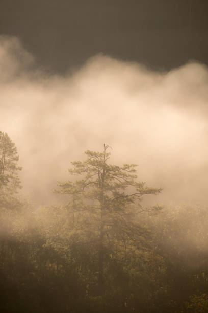 Winter forest in the morning Northern Thailand stock photo