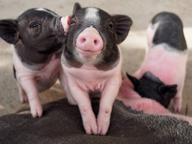 rosa und schwarzen schweine küssen zeigen liebe und freundschaft - nutztier oder haustier stock-fotos und bilder