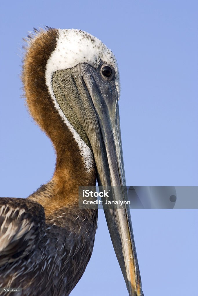 Brown Pelican Close  Animal Pouch Stock Photo