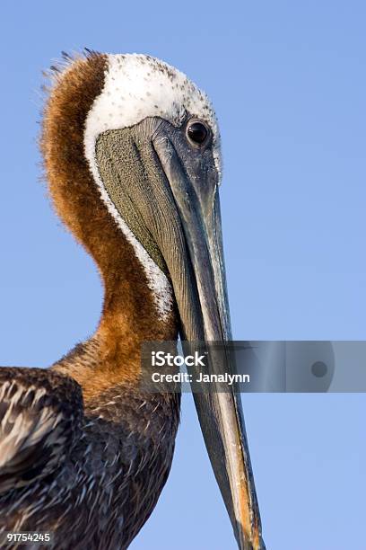 Brown Pelican Close Stock Photo - Download Image Now - Animal Pouch, Animal Wildlife, Animal Wing