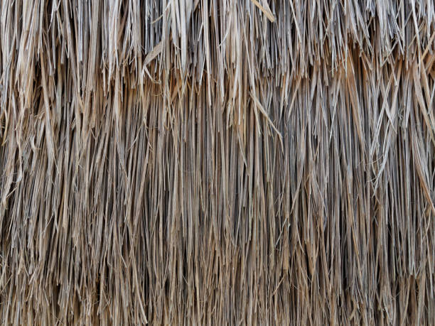 istock Texture of hay or straw for feeding farm animals 917542908