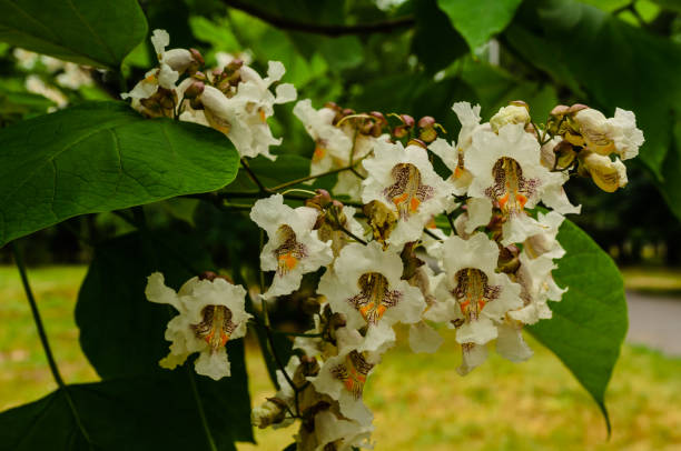 Flowers of the catalpa tree on summer
