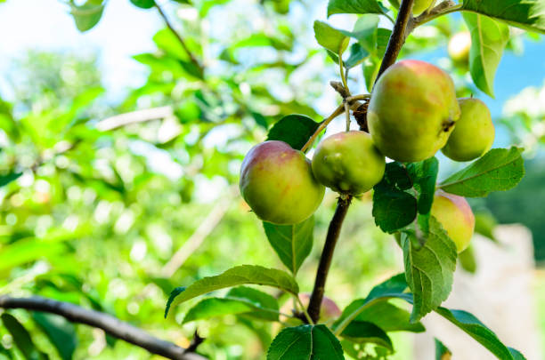 istock Apples on a branch of apple tree 917543434