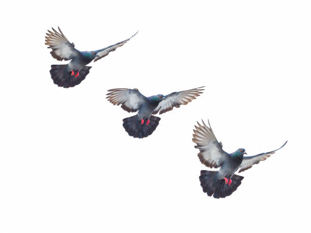 istock Pigeon Bird fly flying isolated on white background 917546250