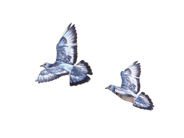 istock Pigeon Bird fly flying isolated on white background 917546258