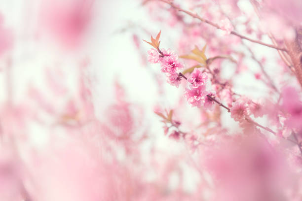 istock Close up Cherry Blossom or Sakura flower on nature background, Spring. 917546480