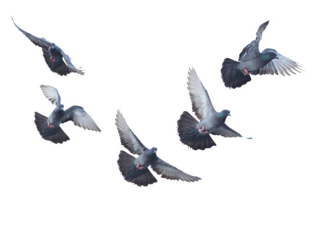 istock Pigeon Bird fly flying isolated on white background 917546574