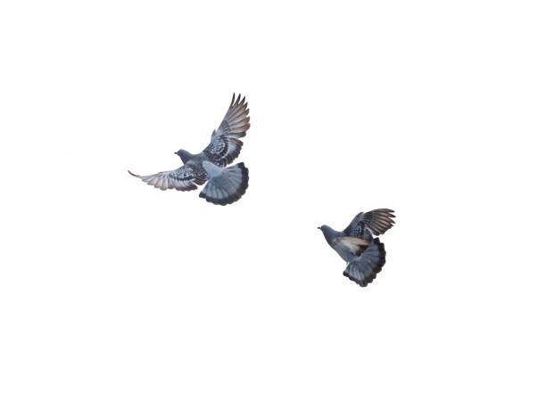 istock Pigeon Bird fly flying isolated on white background 917546636