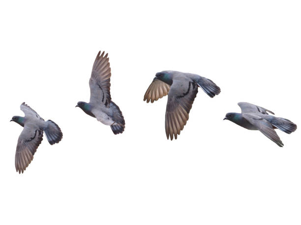 istock Pigeon Bird fly flying isolated on white background 917546670