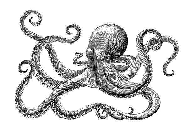 illustrazioni stock, clip art, cartoni animati e icone di tendenza di opera di disegno a mano di illustrazione di incisione vintage su retrogroud bianco - tentacle
