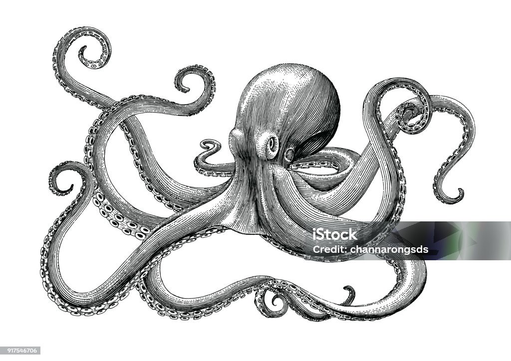 Octopus hand drawing vintage engraving illustration on white backgroud Octopus stock vector