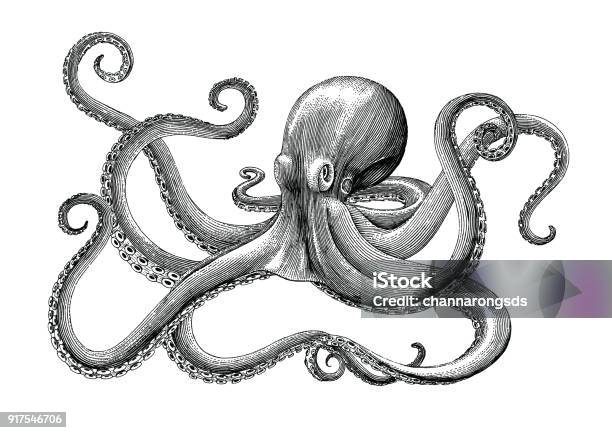 Octopus Hand Drawing Vintage Engraving Illustration On White Backgroud Stock Illustration - Download Image Now