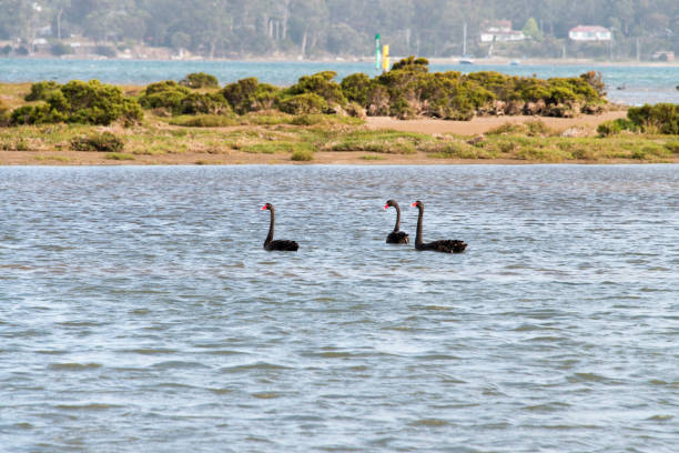 istock Black Swan, Tasmania 917547394