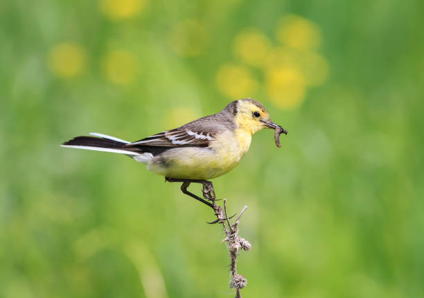 istock yellow bird Wagtail sitting on a summer meadow with insect in beak for Chicks 917550280