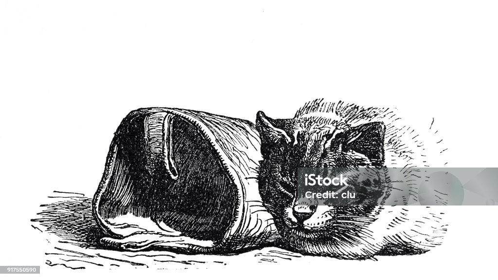 Cat sleeping next to boots Illustration from 19th century 1877 stock illustration