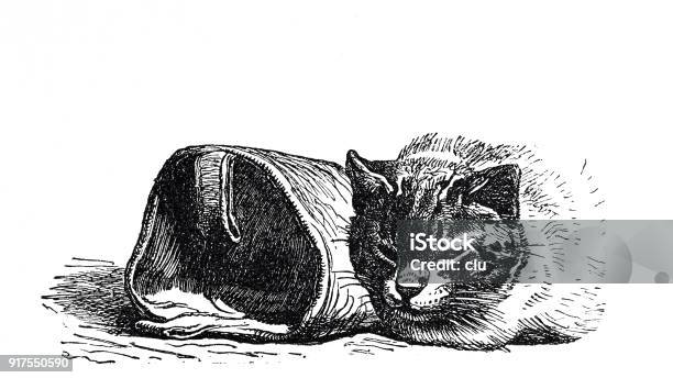 Cat Sleeping Next To Boots Stock Illustration - Download Image Now - 1877, 19th Century, 2018