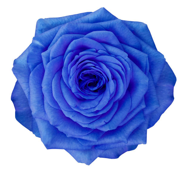 istock Rose  blue flower  on white isolated background with clipping path.  no shadows. Closeup.  Nature. 917550986