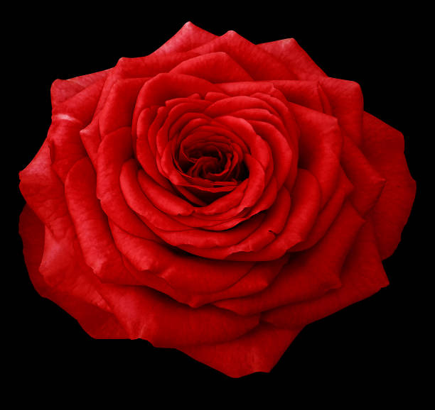 istock Red Rose  on the black isolated background with clipping path. Closeup.  No shadows.  Nature. 917551098