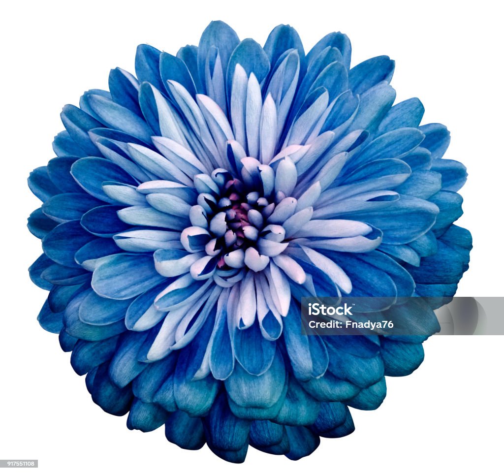 Chrysanthemum Blue Flower On White Isolated Background With Clipping Path  Closeup No Shadows Garden Flower Nature Stock Photo - Download Image Now -  iStock