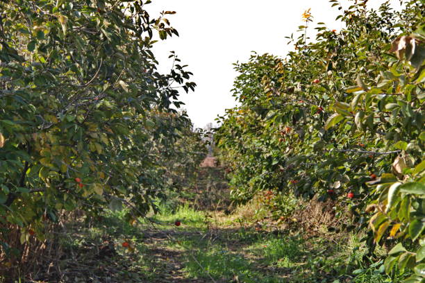 istock a plantation of ripe persimmon 917551278