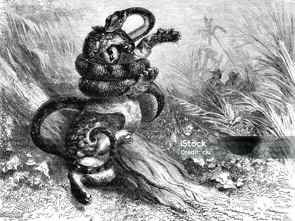 Fight of a Jaguar with a Boa Constrictor Illustration from 19th century Boa Constrictor stock illustration