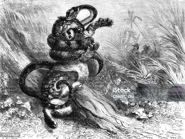 Fight Of A Jaguar With A Boa Constrictor Stock Illustration - Download Image Now - Boa Constrictor, Jaguar - Cat, Archival