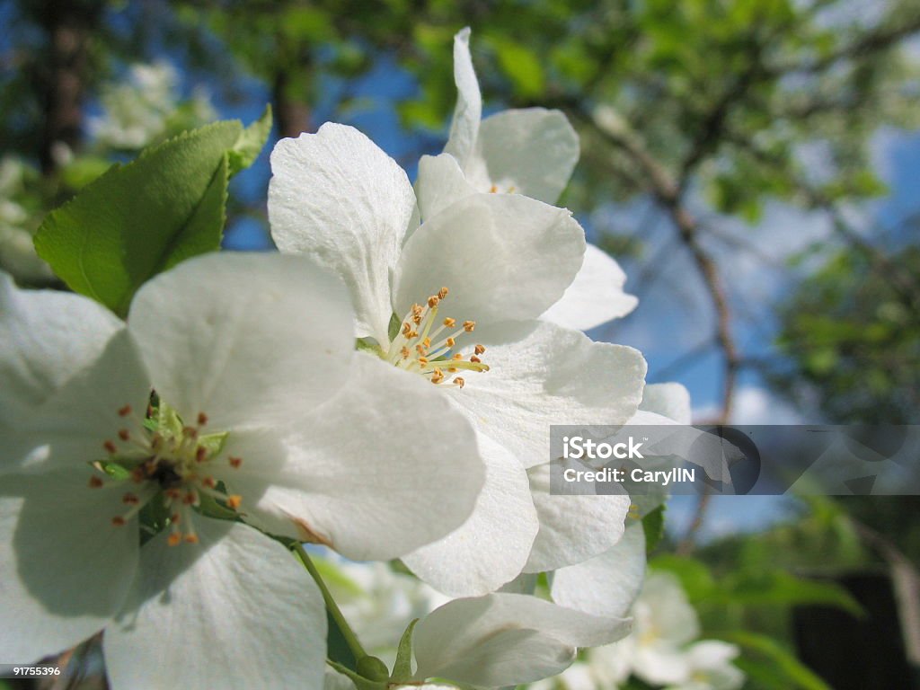 Flowers of apple-tree  Agriculture Stock Photo