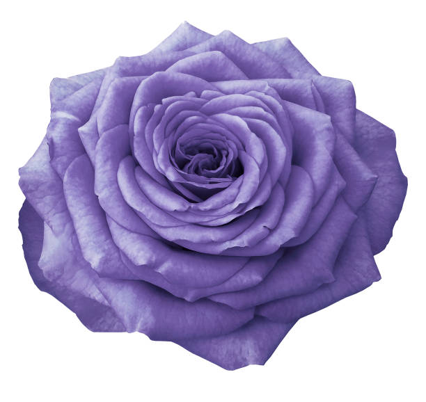 istock Violet Rose  on a white isolated background with clipping path. Closeup.  No shadows.  Nature. 917553968