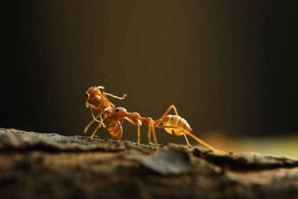 istock Red Ant in nature background. 917556658
