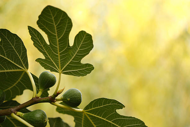 feige - fig leaf stock-fotos und bilder