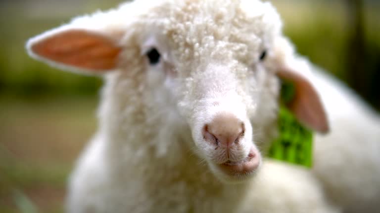 1,007 Funny Sheep Stock Videos and Royalty-Free Footage - iStock | Funny sheep haircut, Funny sheep white background, Funny sheep face 1,007 Funny Sheep Stock Videos and Royalty-Free Footage - iStock | Funny sheep haircut, Funny sheep white background, Funny sheep face