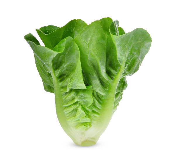 istock fresh baby cos, green lettuce isolated on white background 917565898