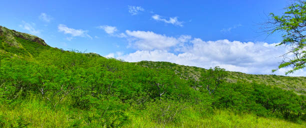 istock Prairie of the tropical island (panorama) 917566042