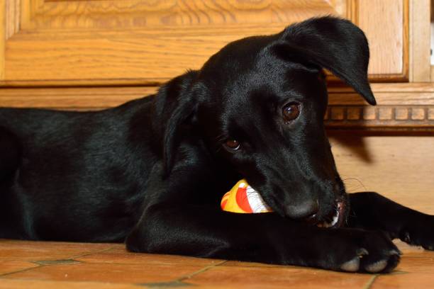istock Cute Labrador puppy playing with a ball 917568958