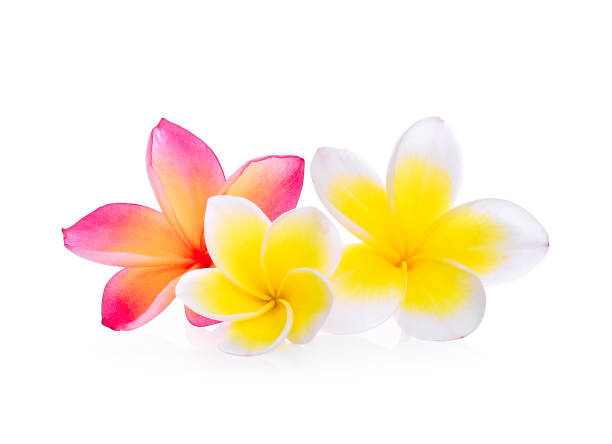 istock white and pink frangipani (plumeria) flower isolated on white background 917569996