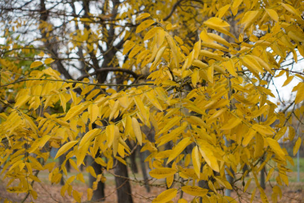 Branches of Styphnolobium japonicum with gold yellow leaves in autumn Branches of Styphnolobium japonicum with gold yellow leaves in autumn styphnolobium japonicum stock pictures, royalty-free photos & images
