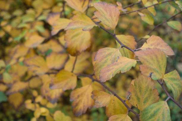 Autumnal leafage of spirea bush in November