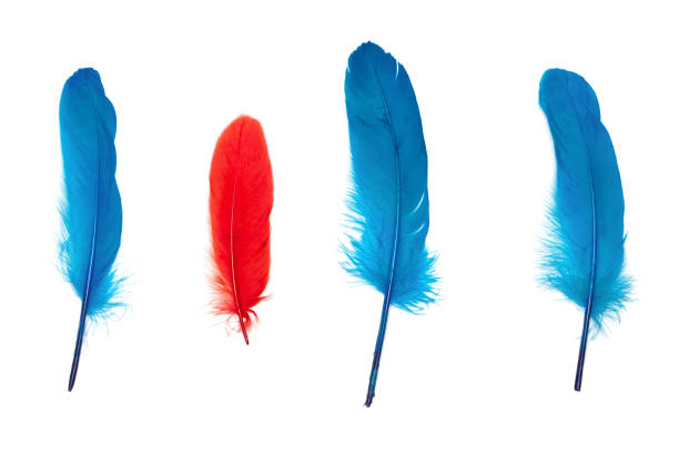 istock Not like everyone else concept of colored feathers 917574876