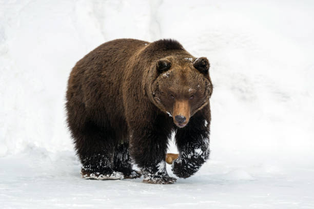 istock Wild brown bear in winter forest 917575008