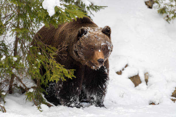 istock Wild brown bear in winter forest 917575024