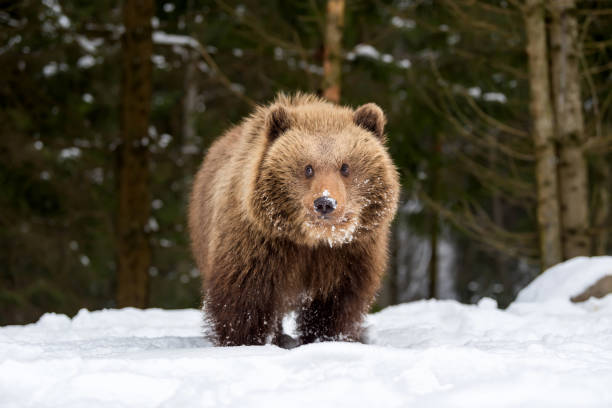 istock Wild brown bear cub closeup 917575032