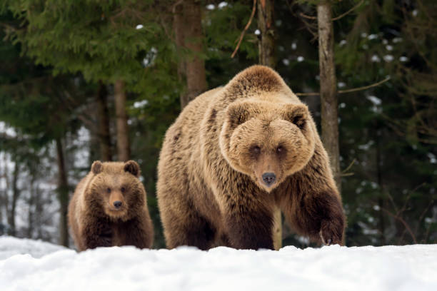 istock Family bear in the winter forest 917575034