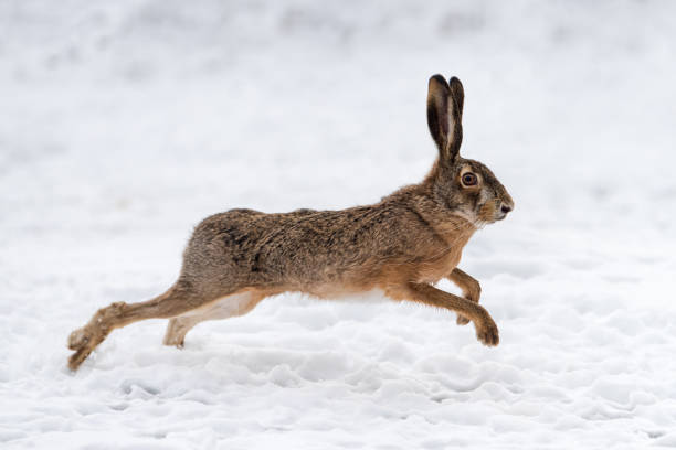 istock Hare running in the field 917575060