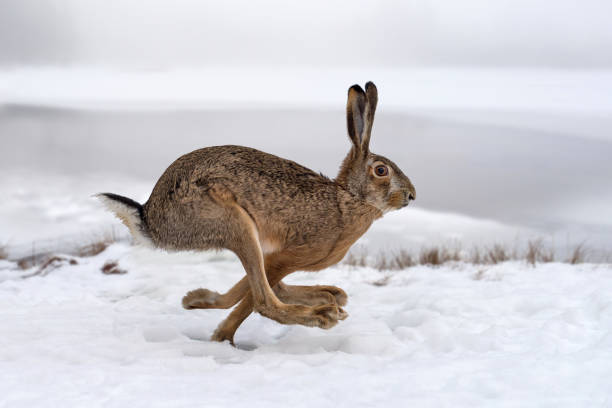 istock Hare running in the field 917575066
